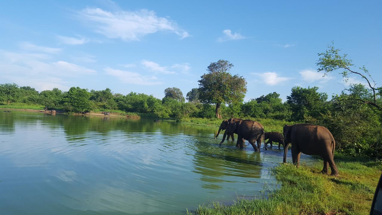 Kuma Safari Lodge Udawalawe Eksteriør billede